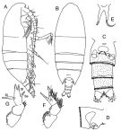 Species Xanthocalanus longispinus - Plate 1 of morphological figures