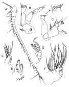 Species Xanthocalanus longispinus - Plate 2 of morphological figures