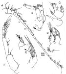 Species Xanthocalanus longispinus - Plate 5 of morphological figures