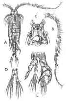 Species Centropages typicus - Plate 1 of morphological figures