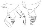 Espèce Onchocalanus magnus - Planche 5 de figures morphologiques