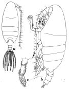 Species Onchocalanus wolfendeni - Plate 3 of morphological figures