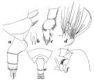 Espèce Onchocalanus scotti - Planche 1 de figures morphologiques