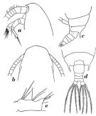 Species Gaetanus pungens - Plate 3 of morphological figures