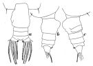 Espèce Euchirella truncata - Planche 4 de figures morphologiques