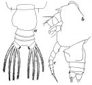 Espèce Euchirella galeatea - Planche 1 de figures morphologiques