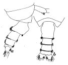 Espce Pseudochirella scopularis - Planche 1 de figures morphologiques