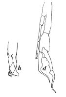 Espèce Euchirella pulchra - Planche 4 de figures morphologiques