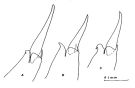 Espèce Neocalanus cristatus - Planche 1 de figures morphologiques