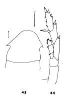 Espèce Lucicutia clausi - Planche 2 de figures morphologiques