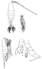 Species Centropages calaninus - Plate 4 of morphological figures