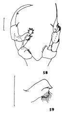 Species Heterorhabdus lobatus - Plate 4 of morphological figures