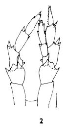 Espèce Neocalanus tonsus - Planche 4 de figures morphologiques