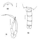 Espèce Chiridius molestus - Planche 6 de figures morphologiques