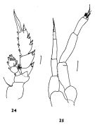 Espèce Phaenna spinifera - Planche 7 de figures morphologiques
