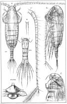 Species Calanus finmarchicus - Plate 1 of morphological figures