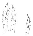 Species Mesocalanus tenuicornis - Plate 2 of morphological figures
