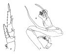 Espèce Undinula vulgaris - Planche 2 de figures morphologiques