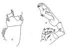 Espèce Cosmocalanus darwini - Planche 2 de figures morphologiques