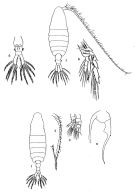 Species Centropages gracilis - Plate 5 of morphological figures