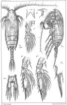 Espèce Aetideopsis rostrata - Planche 6 de figures morphologiques