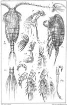 Espèce Xanthocalanus propinquus - Planche 1 de figures morphologiques