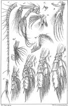 Species Scolecithricella minor - Plate 6 of morphological figures