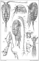 Species Diaixis hibernica - Plate 1 of morphological figures