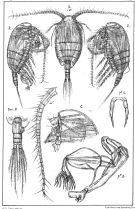 Espèce Stephos lamellatus - Planche 1 de figures morphologiques