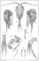 Species Stephos scotti - Plate 1 of morphological figures