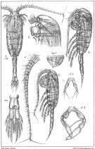 Species Metridia lucens - Plate 4 of morphological figures