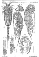 Espèce Heterorhabdus norvegicus - Planche 3 de figures morphologiques