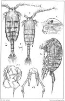 Espèce Parapontella brevicornis - Planche 1 de figures morphologiques