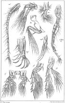Species Parapontella brevicornis - Plate 2 of morphological figures