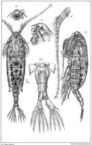 Species Anomalocera patersoni - Plate 1 of morphological figures