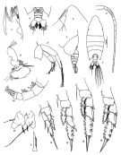 Espèce Arietellus unisetosus - Planche 1 de figures morphologiques