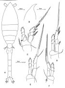 Espèce Oithona atlantica - Planche 3 de figures morphologiques