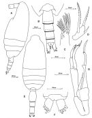 Species Scaphocalanus farrani - Plate 6 of morphological figures