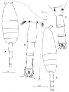 Species Paraeuchaeta biloba - Plate 7 of morphological figures