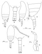 Espèce Microcalanus pygmaeus - Planche 2 de figures morphologiques