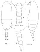 Species Clausocalanus ingens - Plate 4 of morphological figures