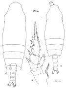Espèce Chiridius gracilis - Planche 6 de figures morphologiques