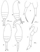 Espèce Paracalanus parvus - Planche 1 de figures morphologiques