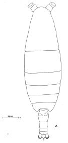 Espèce Neocalanus tonsus - Planche 5 de figures morphologiques