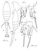 Espèce Oithona similis-Group - Planche 2 de figures morphologiques