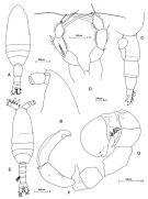 Espèce Pleuromamma antarctica - Planche 3 de figures morphologiques