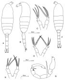 Species Metridia lucens - Plate 5 of morphological figures