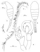 Espèce Lucicutia clausi - Planche 5 de figures morphologiques
