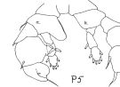 Espèce Paraheterorhabdus (Paraheterorhabdus) farrani - Planche 3 de figures morphologiques