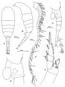Species Lucicutia clausi - Plate 3 of morphological figures